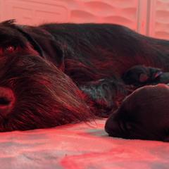Standard Schnauzers from Jolanie Schnauzers