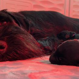 Standard Schnauzers from Jolanie Schnauzers