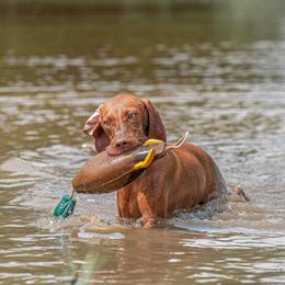 Reya - Vizsla