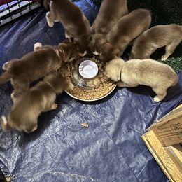 Siberian Husky Puppies from Feazell’s Siberian Huskies