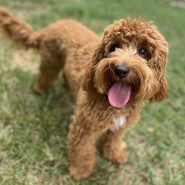 Sahara - Australian Labradoodle