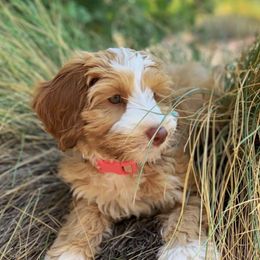 Australian Labradoodles from Virgin River Doodles