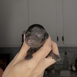 Star - Black and tan female Dachshund puppy in Brandon, Florida from Knights Dachshunds