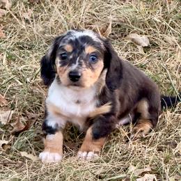 Conlee - Dapple male Dachshund puppy in Aurora, Missouri from Baileys Precious Puppies