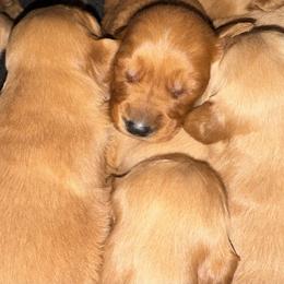 Lava Girl 2 - Dark golden female Golden Retriever puppy in Fort Morgan, Colorado from Golden Girls Kennels, LLC