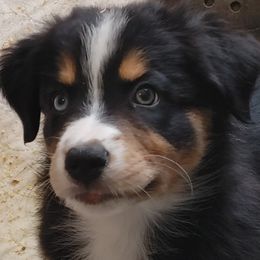 Australian Shepherd Puppies from Craig Creek Aussies