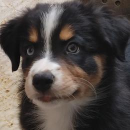 Australian Shepherd Puppies from Craig Creek Aussies