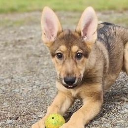 German Shepherds from Silver Spruce Shepherds LLC