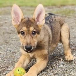 German Shepherds from Silver Spruce Shepherds LLC