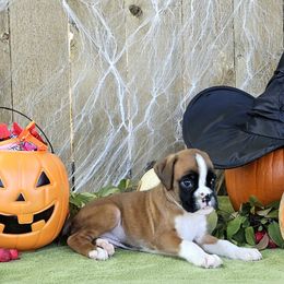 Hey There Delilah - Fawn Boxer puppy in Cove, Oregon from Luna Ray Boxers