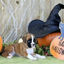 Hey There Delilah - Fawn Boxer puppy in Cove, Oregon from Luna Ray Boxers