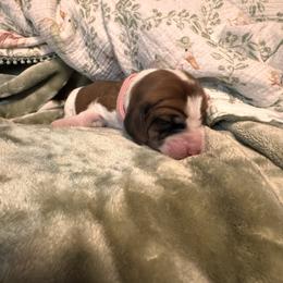 Donut - Mahogany and white female Basset Hound puppy in Bellaire, Ohio from Blessed Bassets