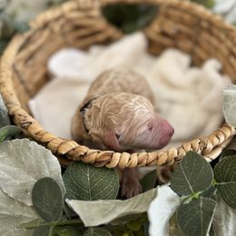 Claus - Cream male Goldendoodle puppy in Fairmount, Georgia from Muscadine Meadows Farm