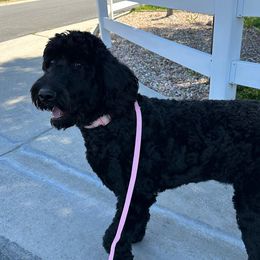Lady - Goldendoodle