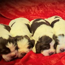 English Springer Spaniels from BAR Z Springers