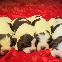 English Springer Spaniels from BAR Z Springers