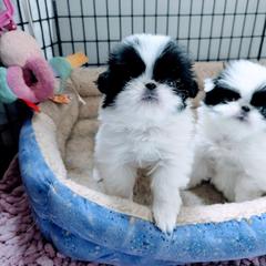 Girl 1 - White and black female Japanese Chin puppy in Snohomish, Washington from Musashi Japanese Chin