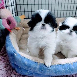 Girl 1 - White and black female Japanese Chin puppy in Snohomish, Washington from Musashi Japanese Chin