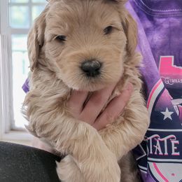 Australian Labradoodle Puppies from Integrity Labradoodles