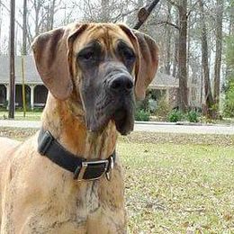 Great Danes from Walden's Great Danes