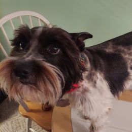 Smudge - Miniature Schnauzer