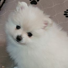 Fayth - Cream parti female Pomeranian puppy in Denton, Texas from Pepplers Poms