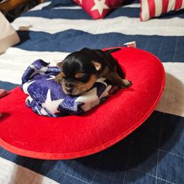 Faith - Black and tan female Morkie puppy in Terrell, Texas from PBJ Farms