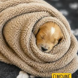 Funshine Bear - Apricot female Goldendoodle puppy in Rocky Point, North Carolina from CelticDoods