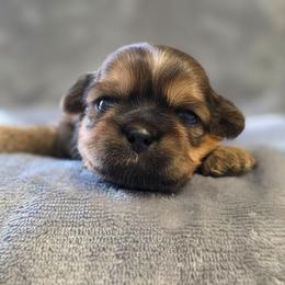 Tyson - Chocolate and tan male Shih Tzu puppy in Ronda, North Carolina from Willow River