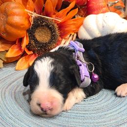 Girl 2 - Black tri-color female Aussiedoodle puppy in Mouth Of Wilson, Virginia from Holly Ridge Aussies, Aussiedoodles & Corgis