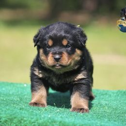 Vaga - Black and mahogany Rottweiler puppy in Uniontown, Alabama from CedarBluff Rottweilers