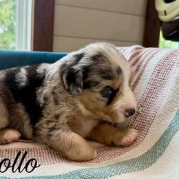 Apollo - Blue merle male Miniature Australian Shepherd puppy in Sandy Hook, Kentucky from RidgeTop Aussies