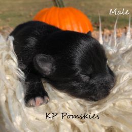 Pomsky Puppies from KP Pomskies LLC