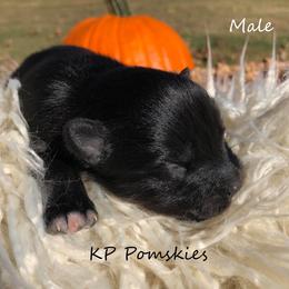 Pomsky Puppies from KP Pomskies LLC