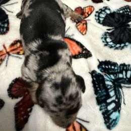 Boy black and silver dapple - Dapple male Dachshund puppy in Rome, Georgia from Jade’s Dachshunds