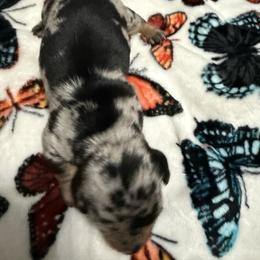 Boy black and silver dapple - Dapple male Dachshund puppy in Rome, Georgia from Jade’s Dachshunds