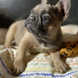 Eze-E (micro) - Blue fawn male French Bulldog puppy in Cullman, Alabama from Divine Hill Farm