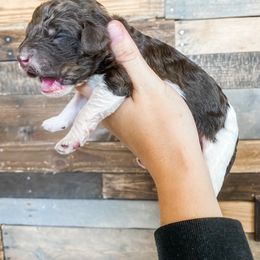 Poodle Puppies from LeBaron Standard Poodles
