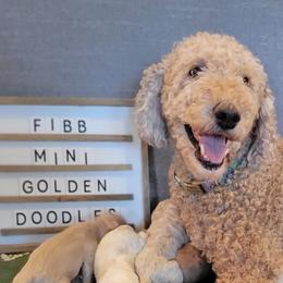 Goldendoodles from Fisher Pups-Stay Golden with a Doodle