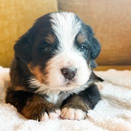 Thor - Black and rust male Bernese Mountain Dog puppy in Purcell, Oklahoma from Swiss Berner Bears