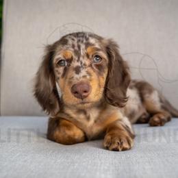 Xander - Dapple male Dachshund puppy in Temecula, California from Naomi Magee's Dachshund Kennel