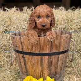 Forrest - Apricot male Cavapoo puppy in Bozrah, Connecticut from Cedar Creek Farm