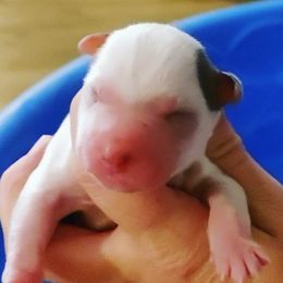 Boy 3 - Australian Cattle Dog puppy in Williamsburg, Kentucky from Redemption Heelers