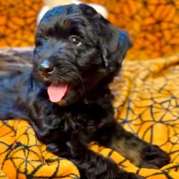 Nyx - Black tri-color female Aussiedoodle puppy in Norco, California from DLT MiniAussie