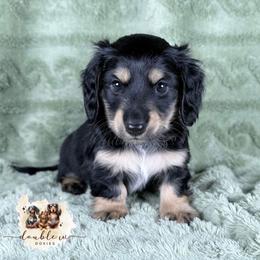 Midnight - Black and cream male Dachshund puppy in Alto, Texas from Double W Doxies