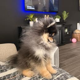 Pomeranian All Grown Up from Polina's Poms