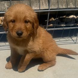 Green Girl - Golden female Golden Retriever puppy in Rockwell, North Carolina from KnL Golden Acres