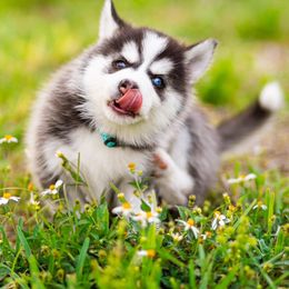 Pomsky Puppies from Sunshine Pomsky