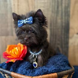 Romeo - Yorkshire Terrier