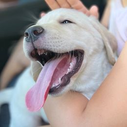 Labrador Retriever Puppies from Jewell Labradors